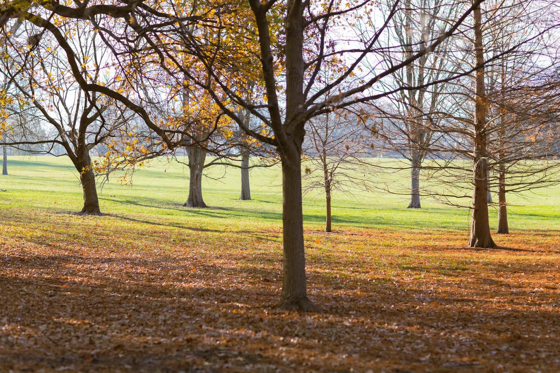 peaceful meadows of autumn park