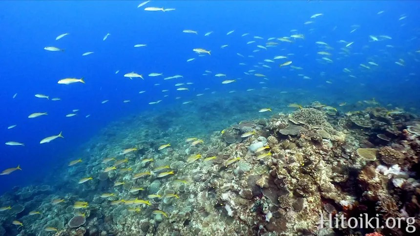 沖縄本島の人気シュノーケリング・ダイビングスポット「備瀬崎海岸」の紹介｜沖縄移住素潜り夫婦hitoiki