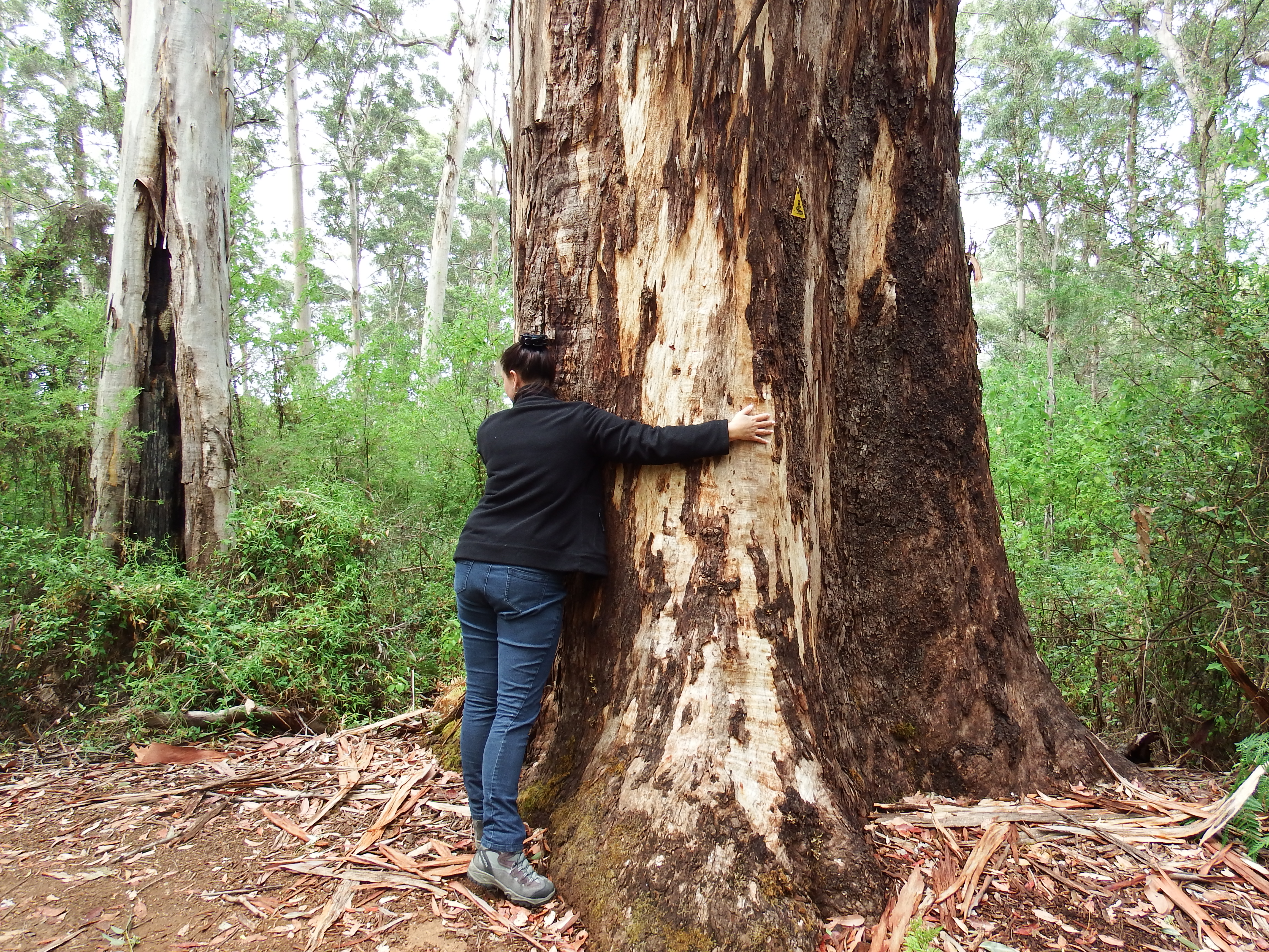 Tree hugging