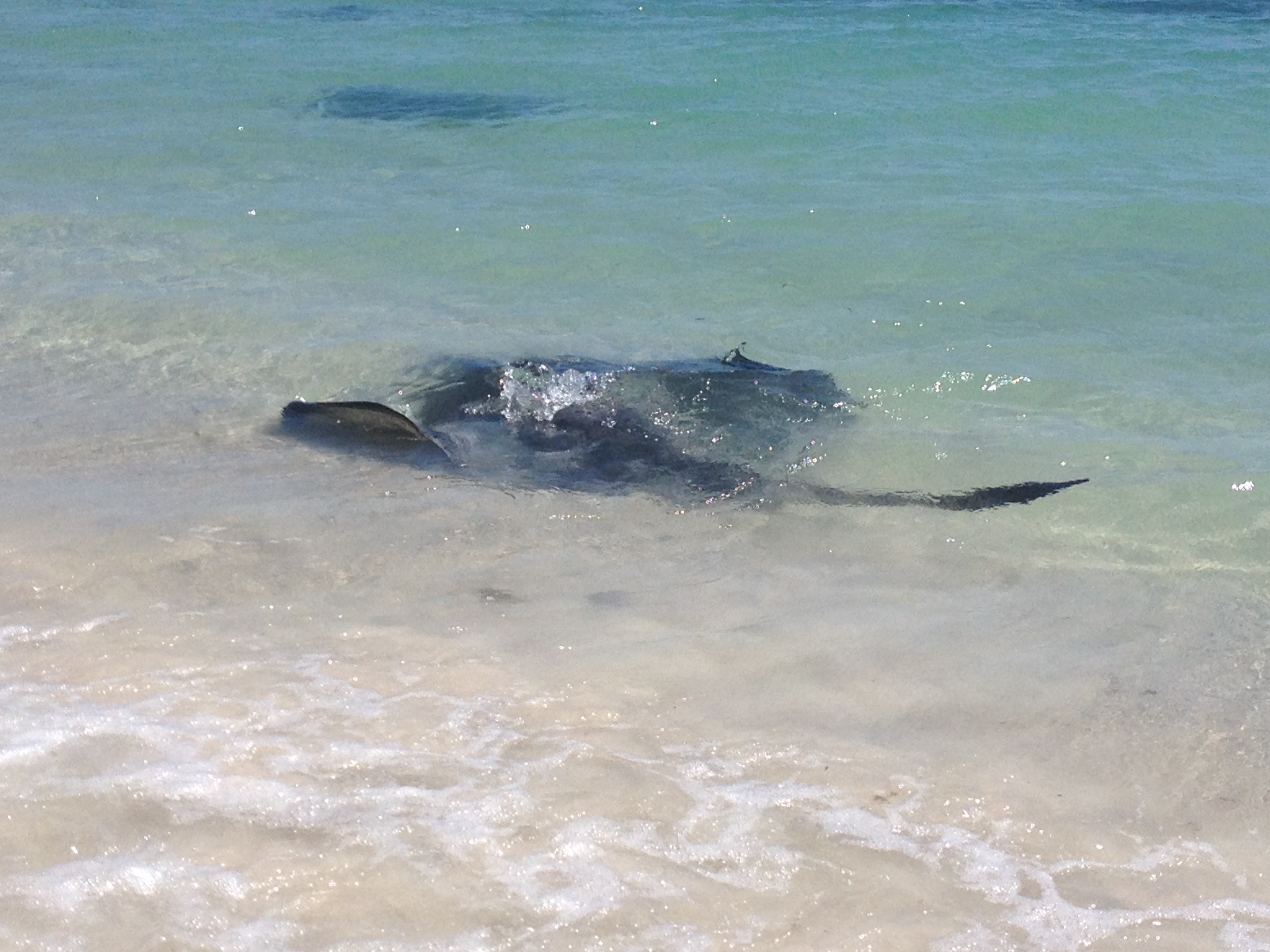 Stingray in Hamelin Bay, Margaret River, WA