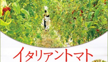 高田町で イタリアントマト の収穫体験 8 19 水 22 土 30 日 に 横浜日吉新聞 高田町で イタリアントマト の収穫体験 8 19 水 22 土 30 日 に 横浜日吉新聞