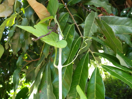 攀藤植物英語樹木谷hong Nulaw