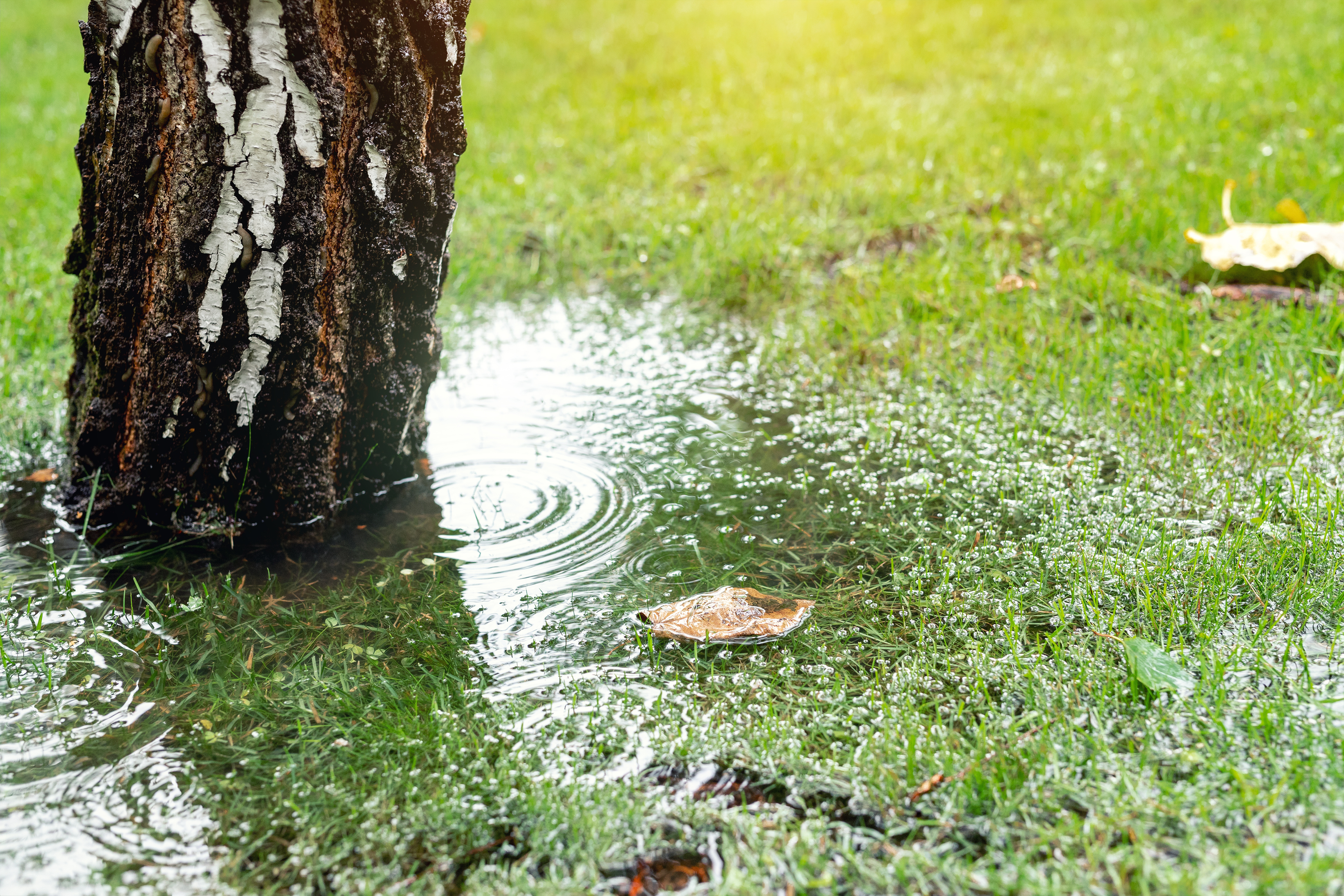 Garden bushes, tree and green grass lawn covered with water due to snow melting thaw and flash high water at spring. Natural disaster deluge flooded house backyard pathway ang greenery at countryside.