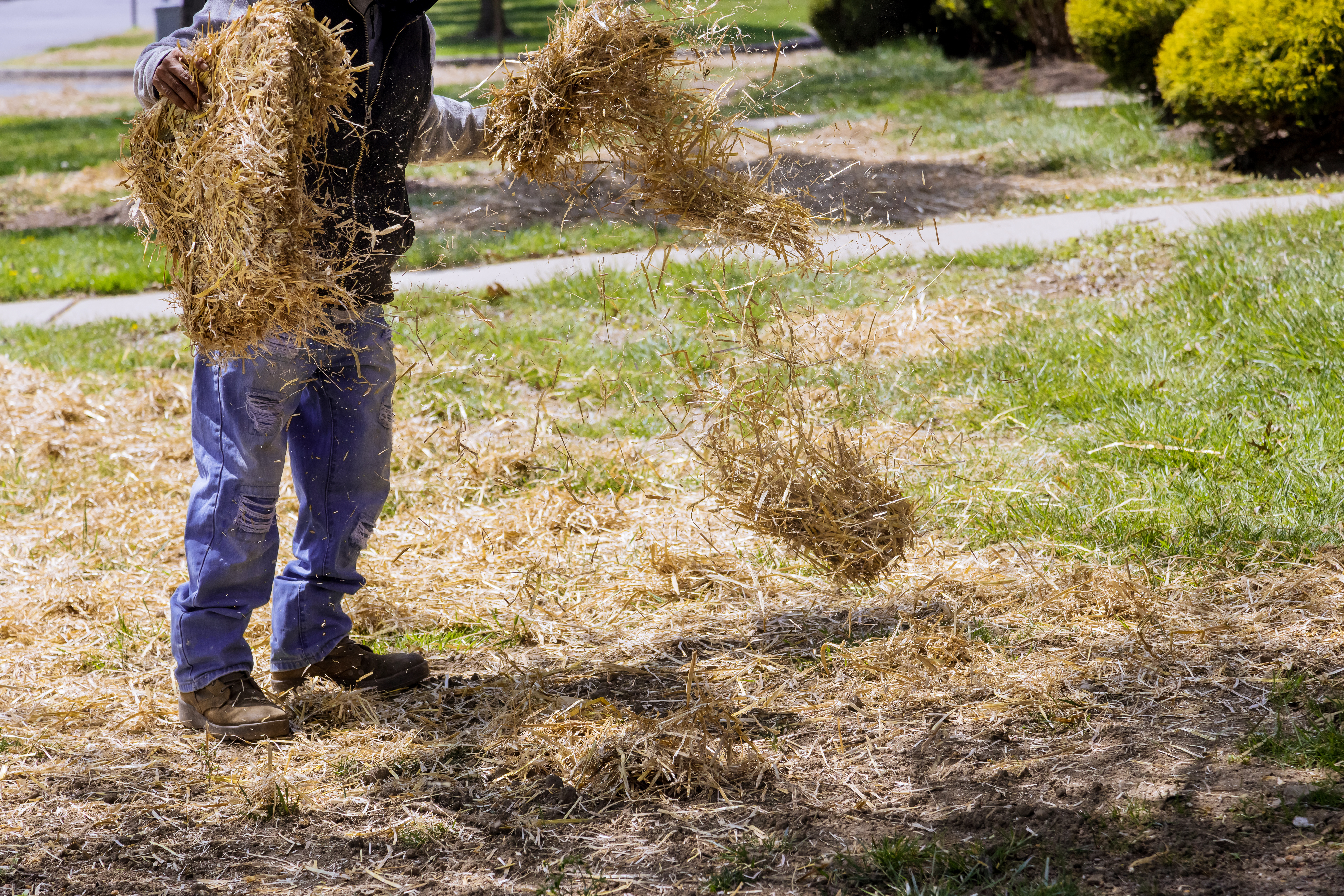 Landscapin of straw mulch covering with work lawn landscaper house yard work
