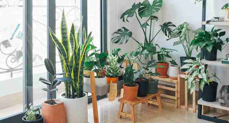 potted green indoor plants