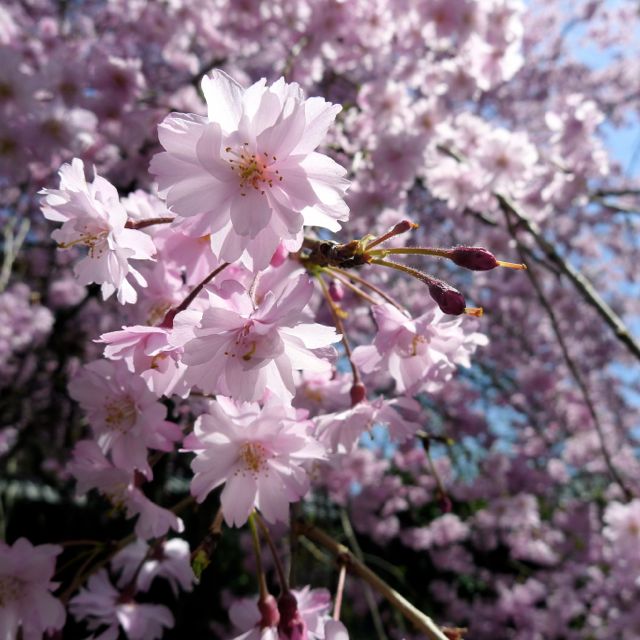 Shidarezakura (Weeping cherry)