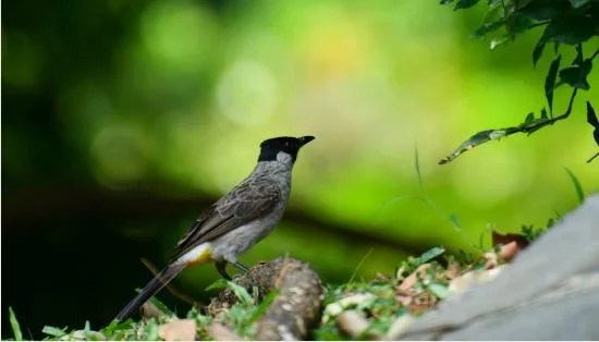 Gratis Download Suara Burung Kutilang Pikat memanggil ...