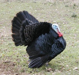 Image result for ayam kalkun black spanish