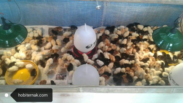 6 Permasalahan Yang Menyebabkan Stress Pada Ayam Kampung