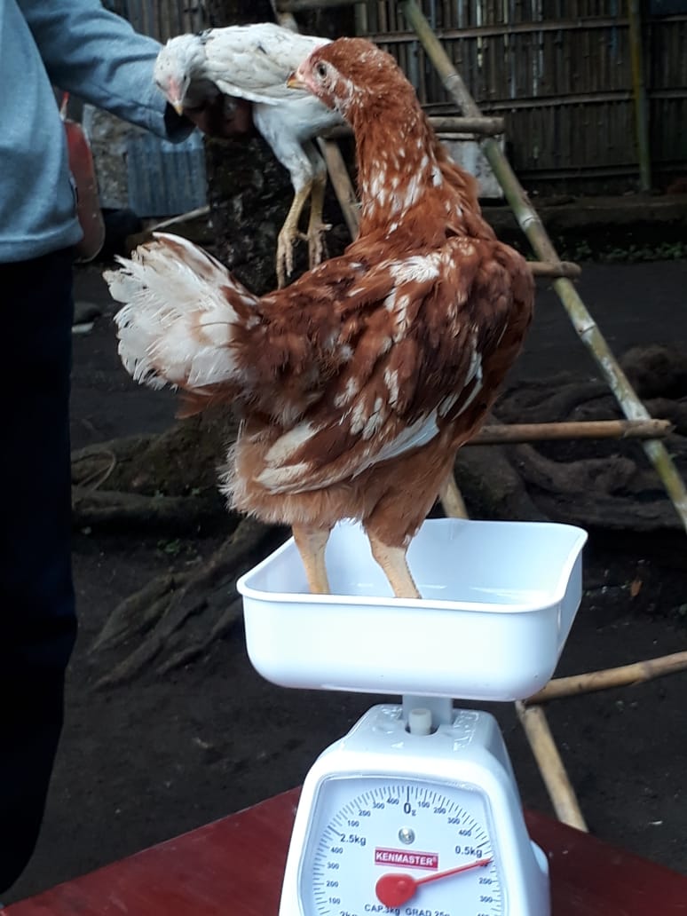 Murah Harga Doc Joper Ayam Kampung Super Tahun 2021