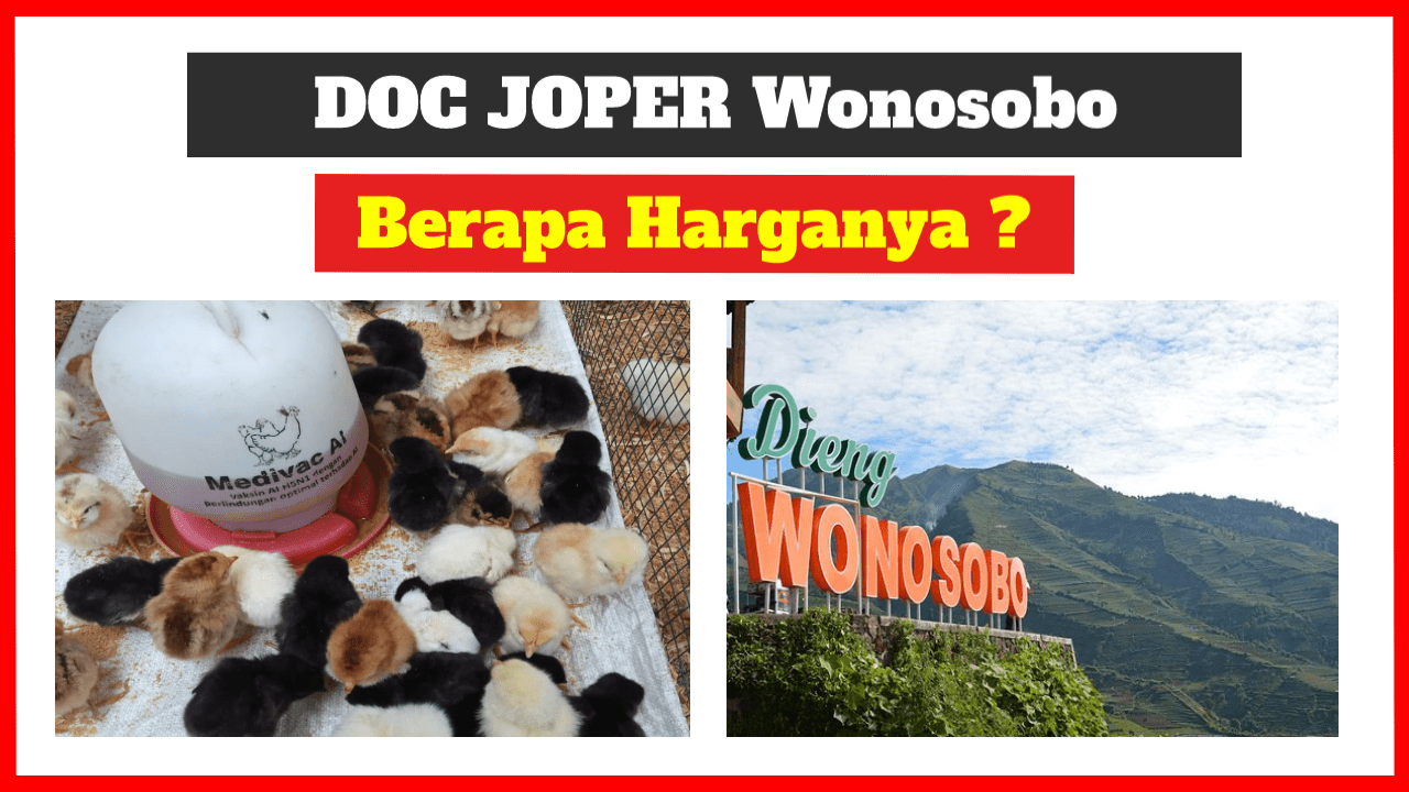 Ternak Ayam Wonosobo Ayam Kampung Asli A K A Usia 80 Hari Di Singkir Wonosobo Youtube