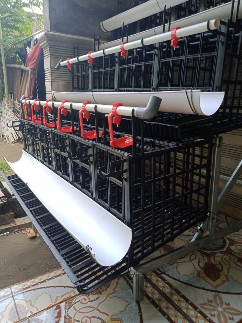 Cara Mudah Membuat Kandang Ayam Elba Petelur HOBI TERNAK