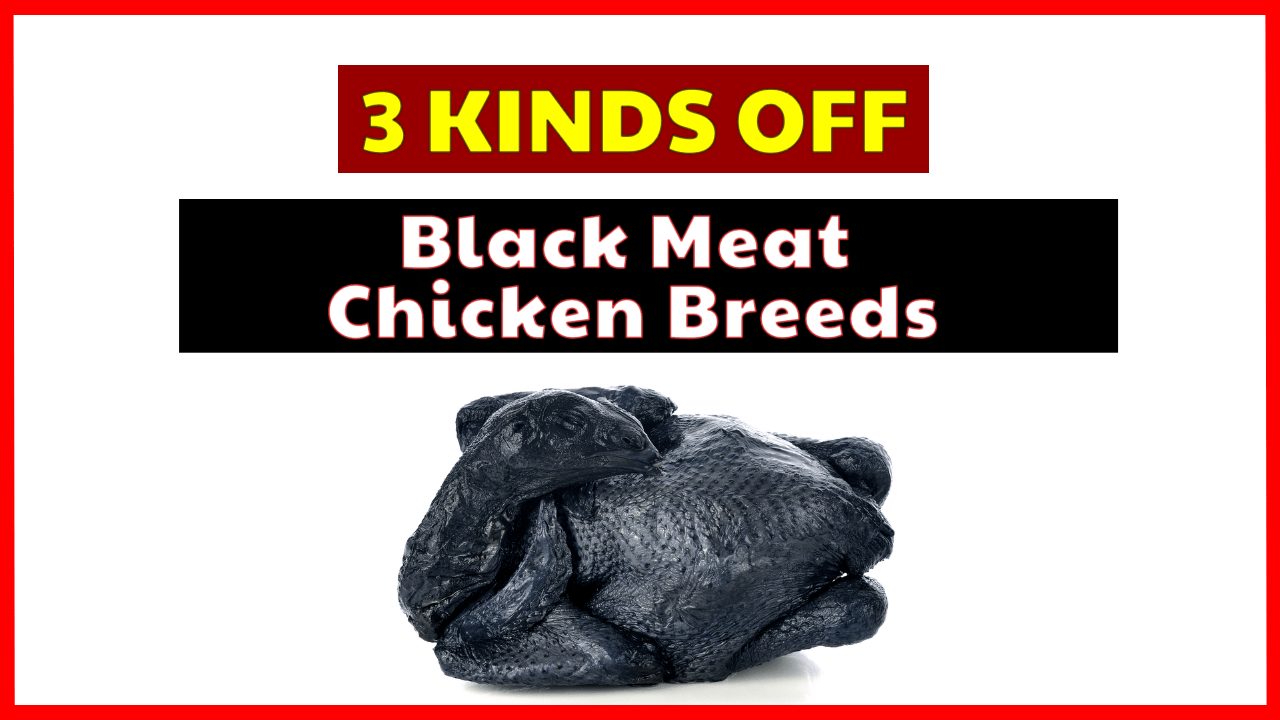 what chicken has black meat 2