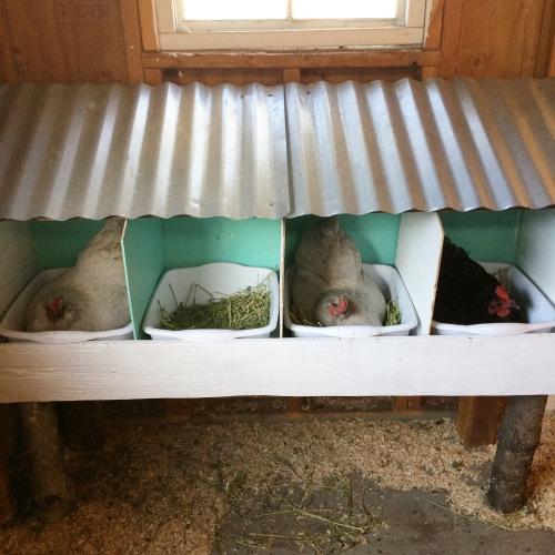Tempat bertelur ayam yang dari bekas kotak plastik di padu dengan atap sebagai pelindung dan juga asesoris agar tempat mengeram ayam lebih menarik