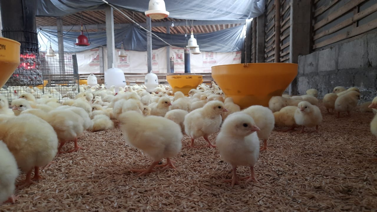 4 Jenis Kandang Ayam Broiler, Anda Pilih Yang Mana? | HOBI TERNAK
