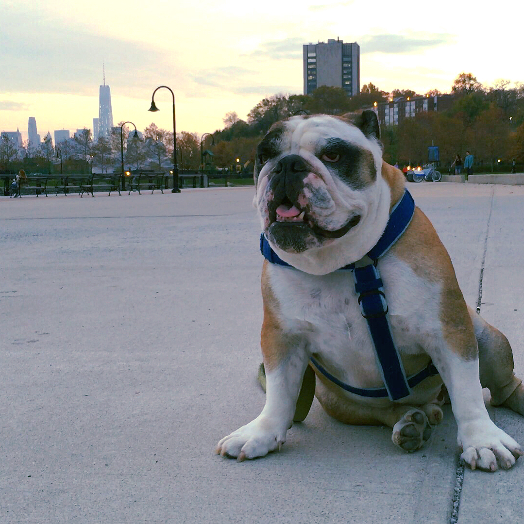 The Dogs of Hoboken Stanley {the English Bulldog}