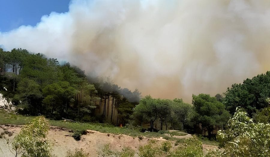 حريق غابة السانية بطنجة: ألسنة اللهب تلتهم الرئة الخضراء وسط مخاوف من تمدد الكارثة