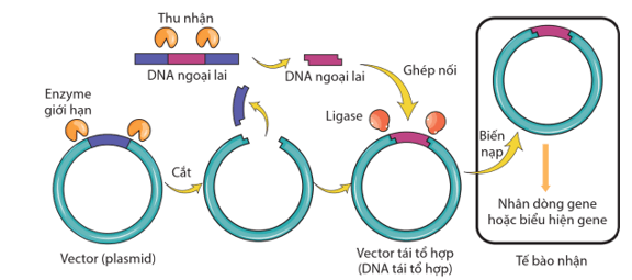 Công nghệ gene và ứng dụng (chi tiết nhất)