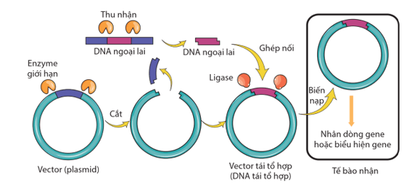 Công nghệ gene và ứng dụng (chi tiết nhất)