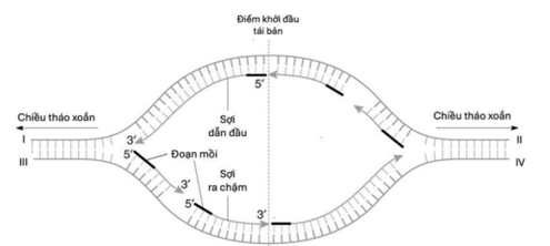 Ý nghĩa nhân đôi DNA (ngắn gọn nhất)