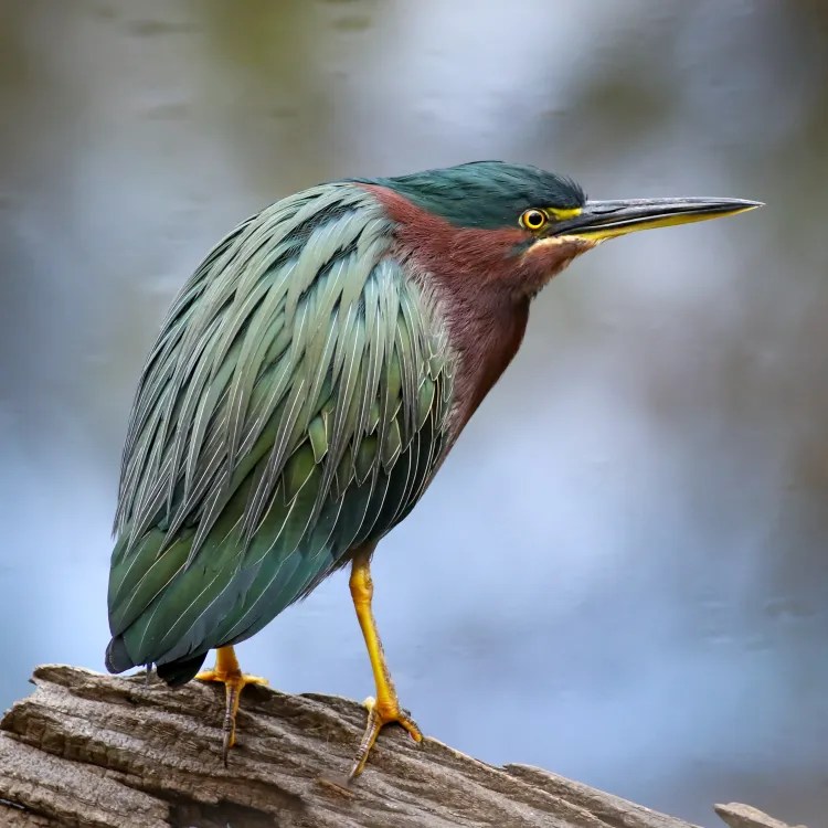 GreenHeron (hodeeay)