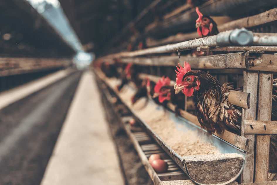 Discover Hogan Farmstead