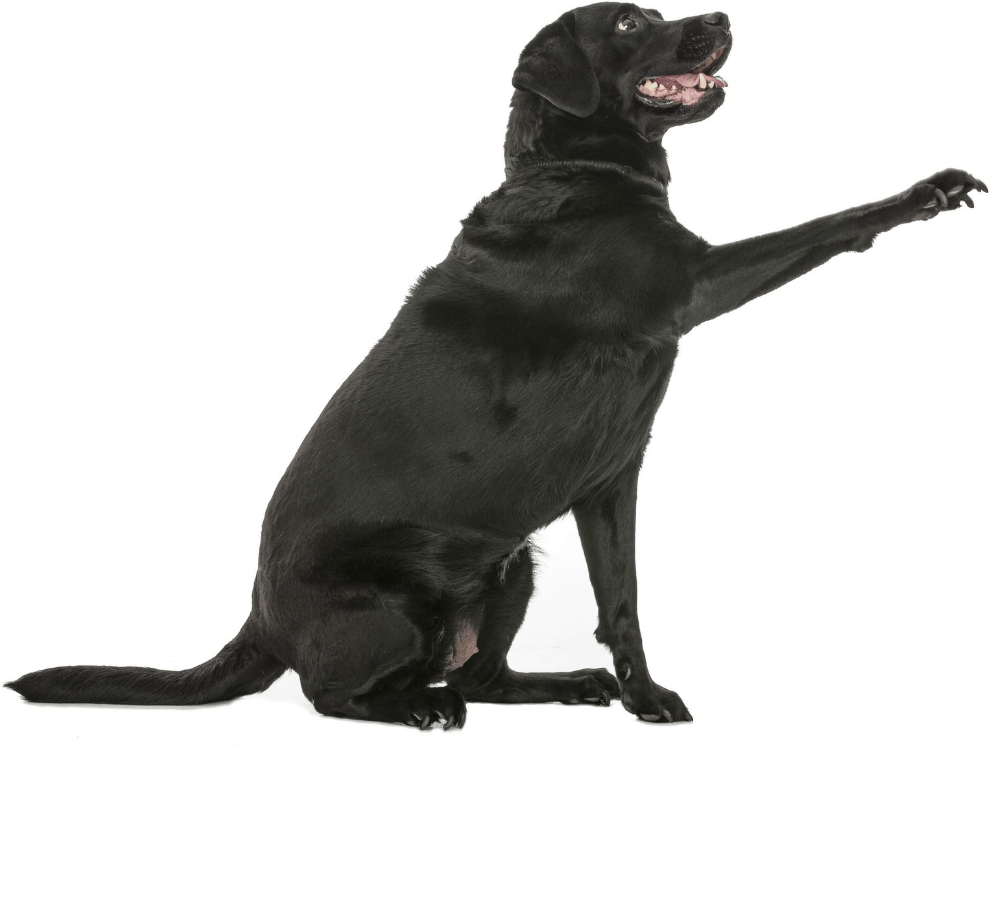 house of hope available dogs