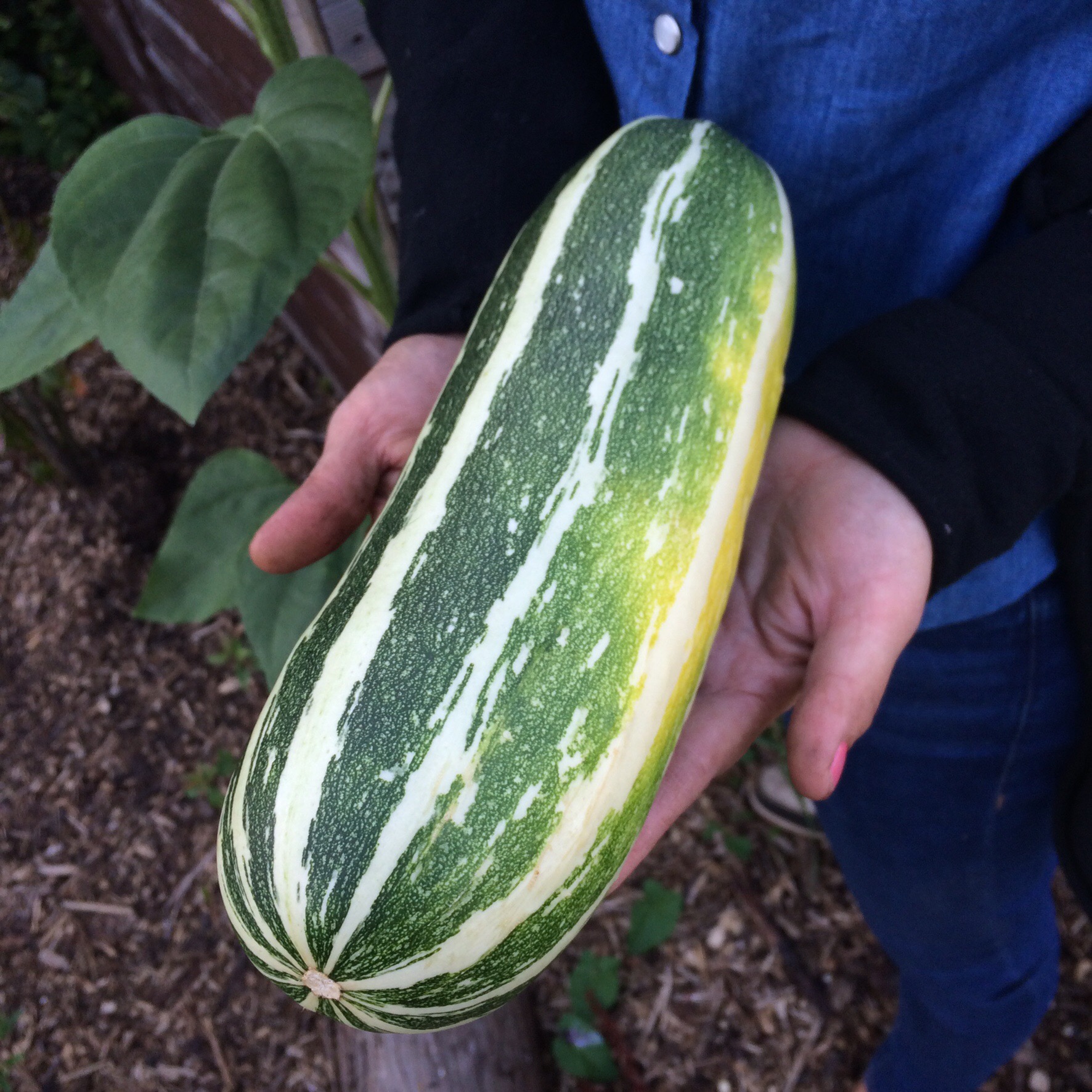 massive courgette