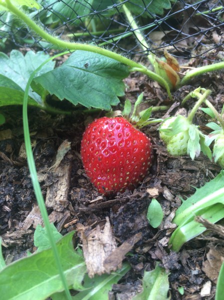 sweet strawberry