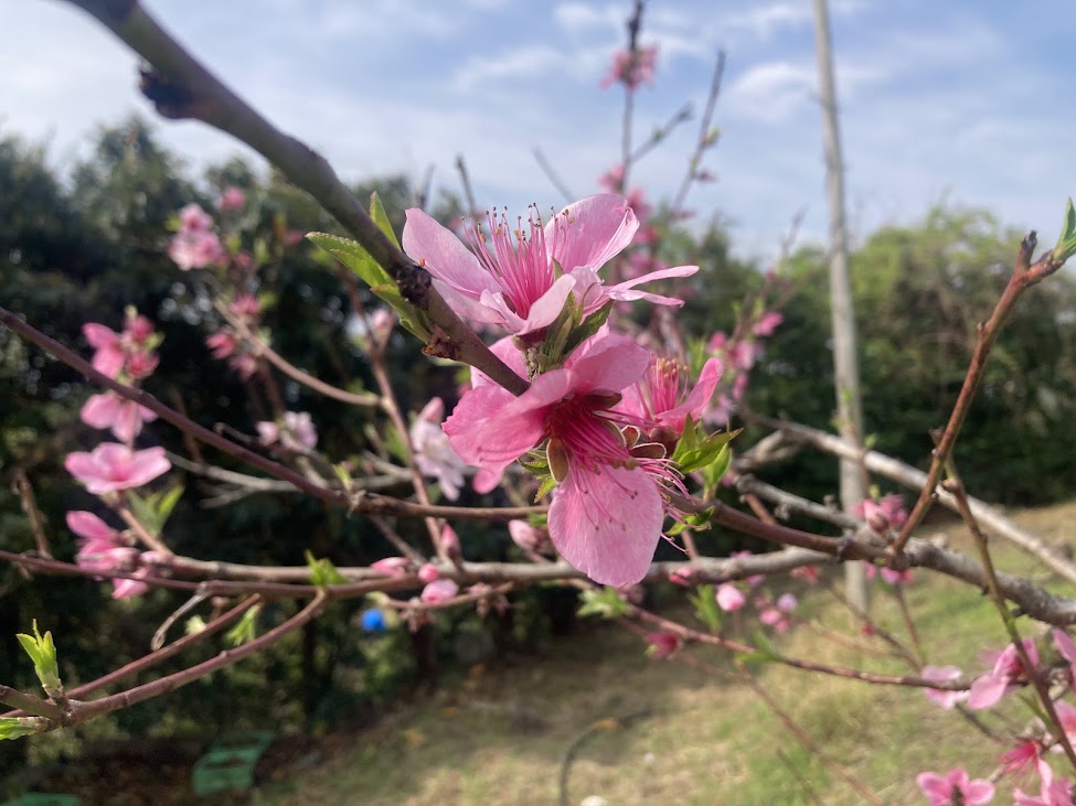 芽吹きの春。