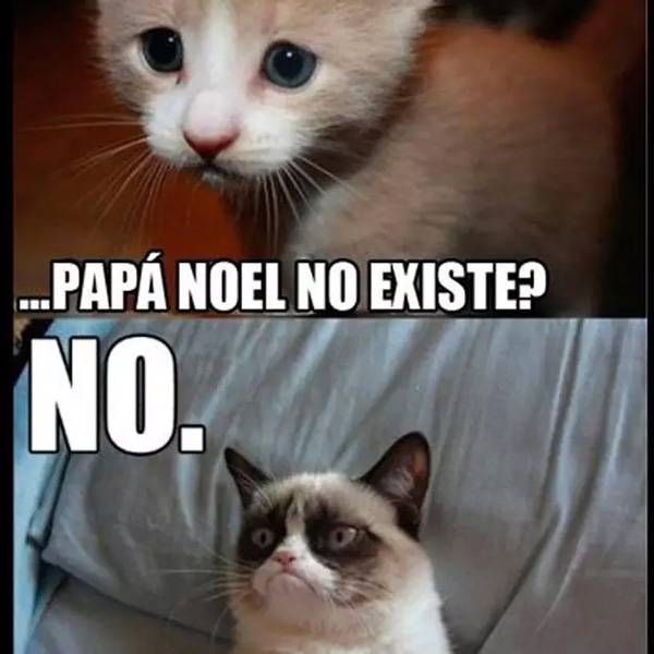 Memes De Gatos Enojados Indígena