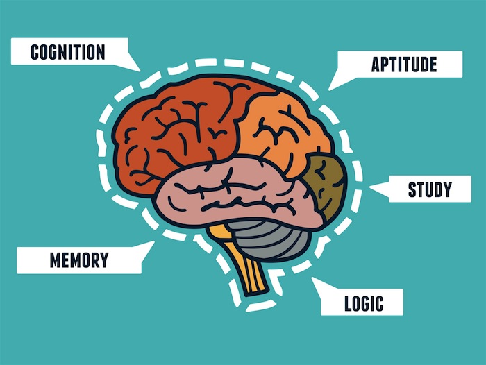 Unraveling the Mysteries of Brain Maturation: From Embryonic Life to Early Adulthood