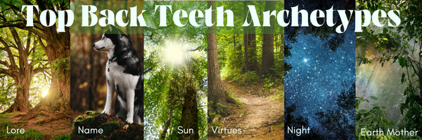 Top Back Teeth Archetype Workshop bundle
