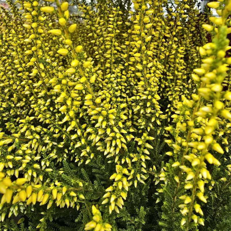 Yellow sprayed heather 10 cm