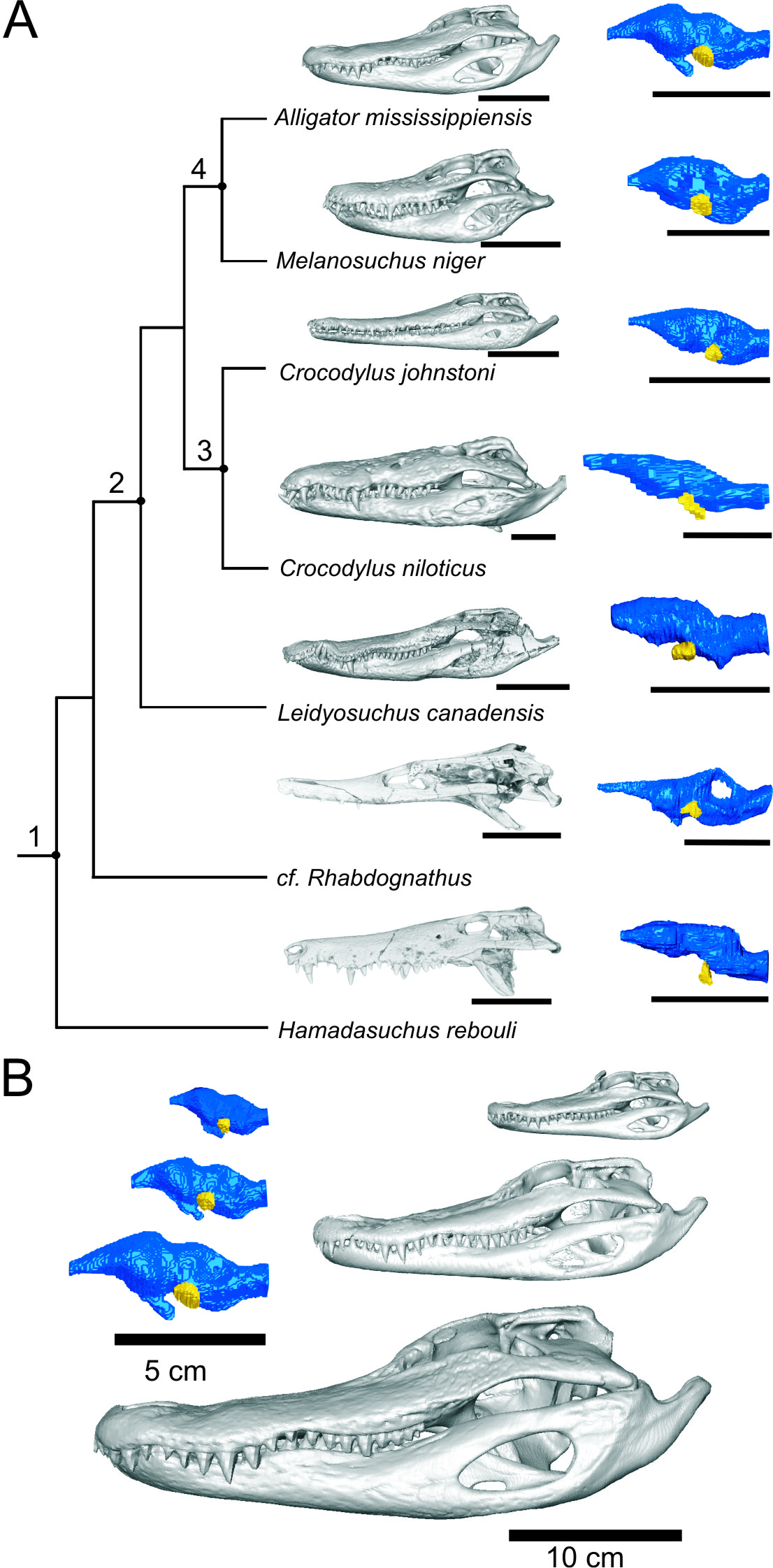 This pathway functions by conducting signals for action (movement) to the nerves that connect the cerebral cortex to the motor neurons, which then activate the skeletal muscles. Towards Finding Invisible Whiskers In Fossil Crocs Holliday Lab