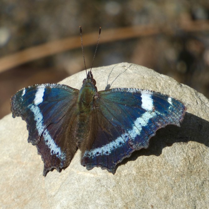 越冬明けも美しいルリタテハ
