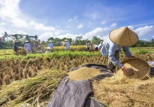 FAO Ungkap Skenario Gelap 2026/2027! Produksi Beras Dunia Turun, Dunia Siaga Krisis Pangan