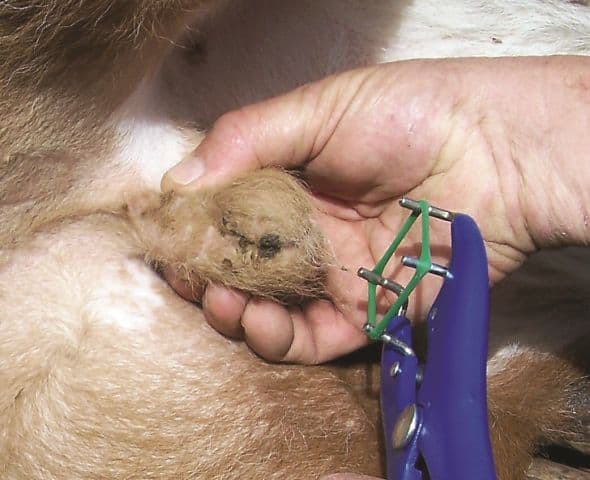 best cattle bander