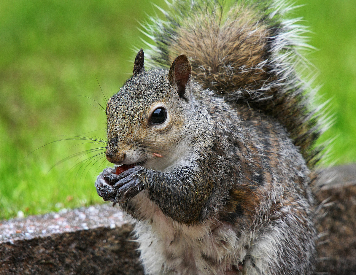 best squirrel repellent