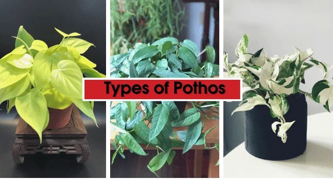 Global green pothos · 4. 13 Types Of Pothos Plants For Home And Garden Pothos Plant Varieties