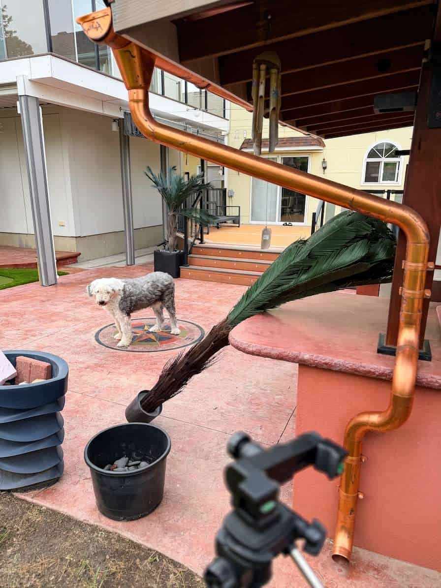 Old English sheepdog standing on stamped concrete patio next to an artificial palm assembly