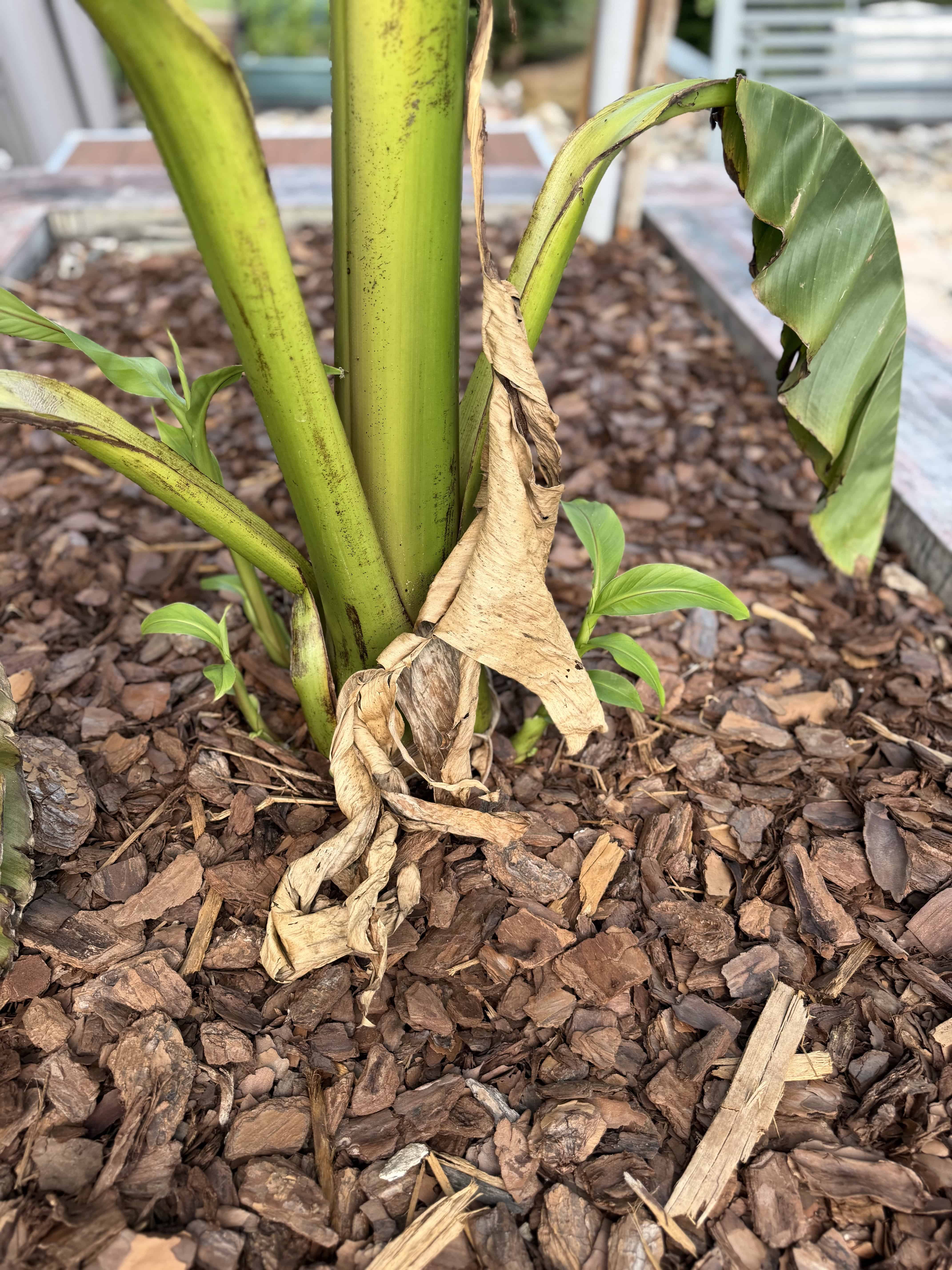Close-up of a banana plant showing healthy and wilting leaves in a garden bed.