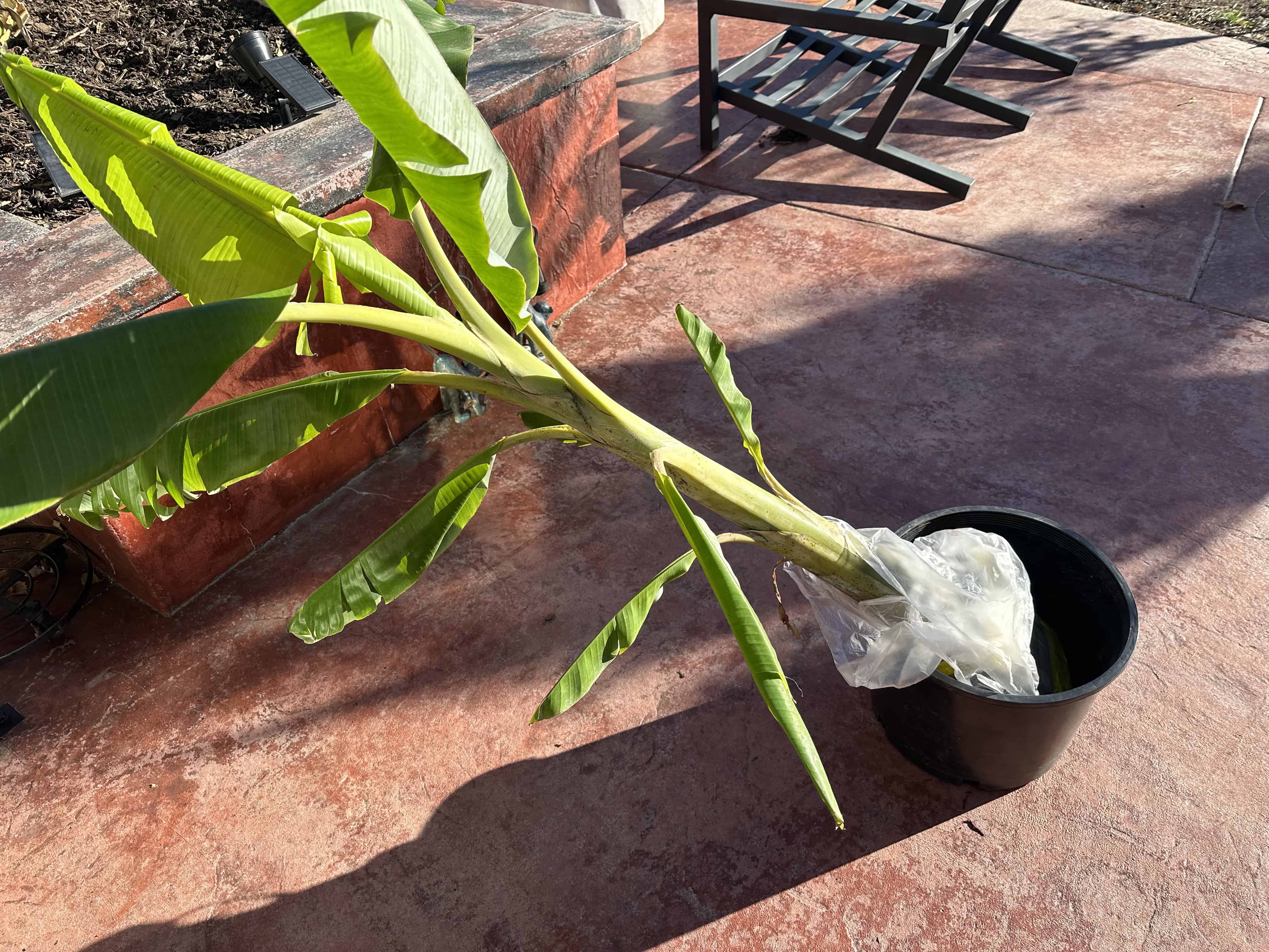Healthy banana plant in a black pot on a sunny patio.