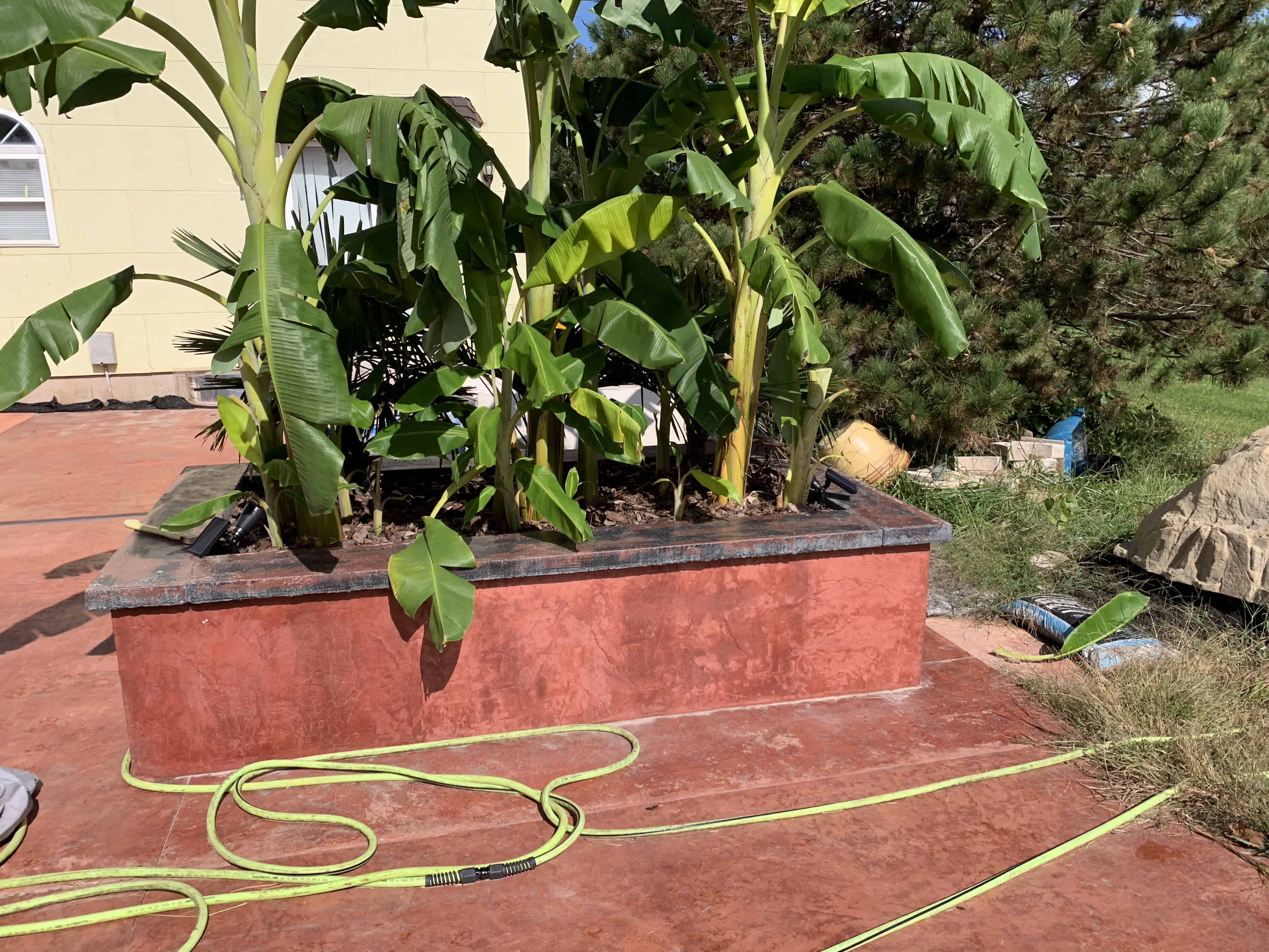 Healthy banana plant growing in a large red container outdoors.