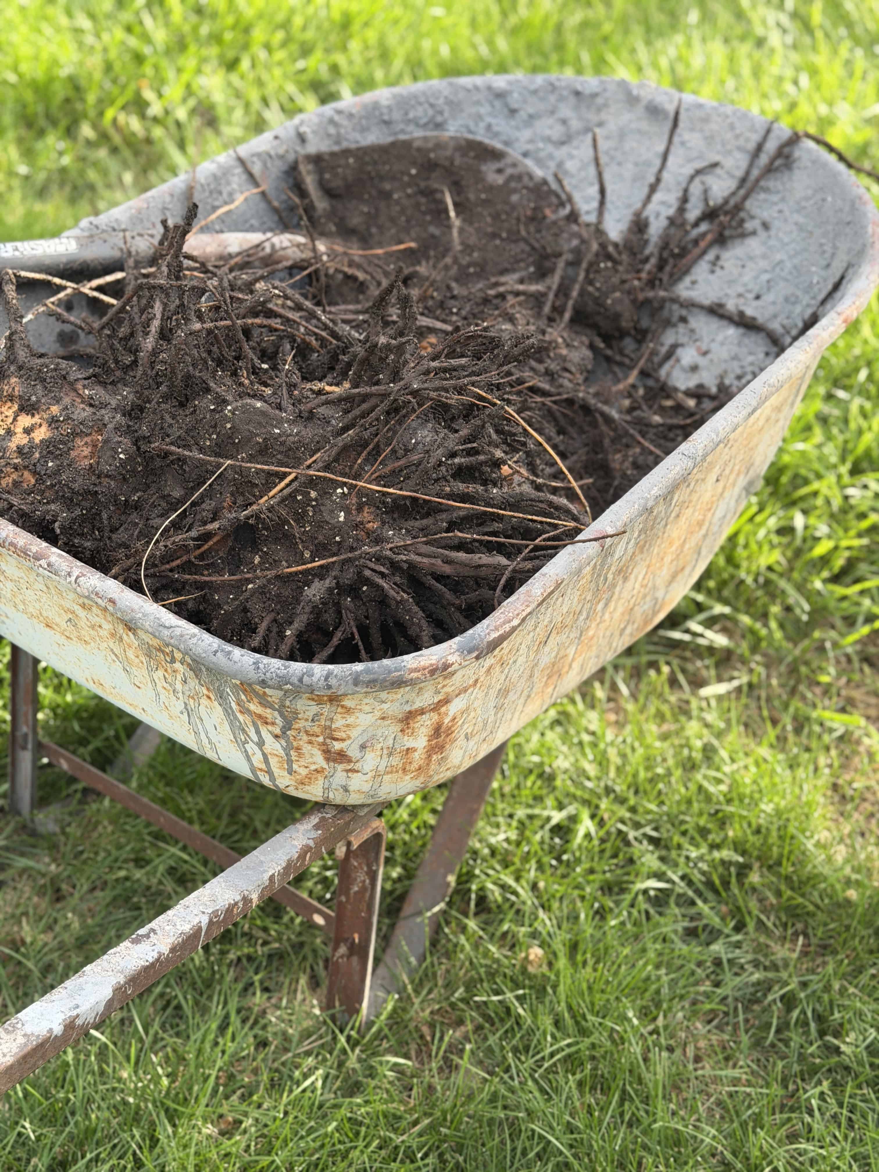 Rusty wheelbarrow filled with soil, roots, and organic debris in a garden setting.