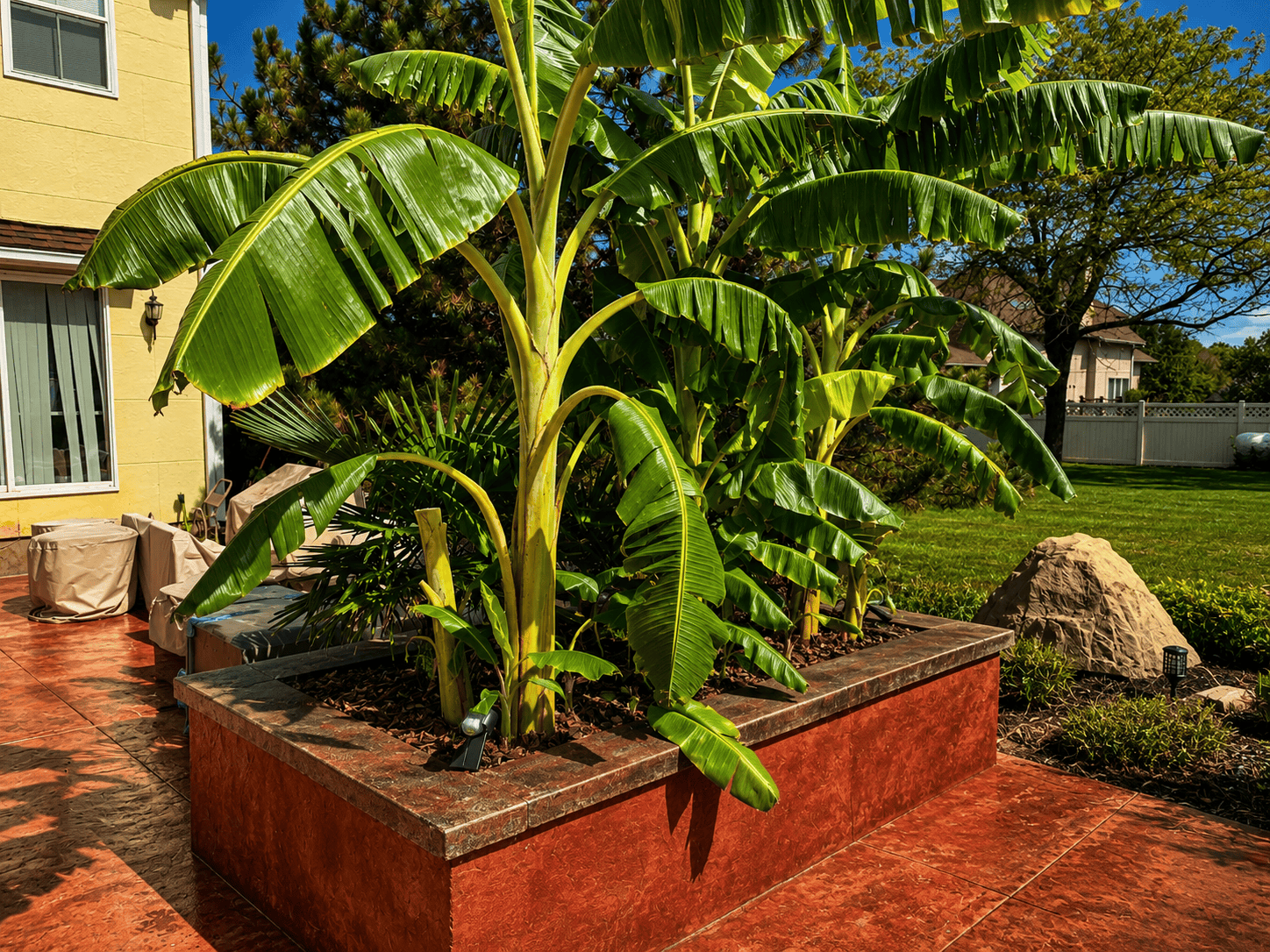 Healthy banana plant with large green leaves in a backyard garden.