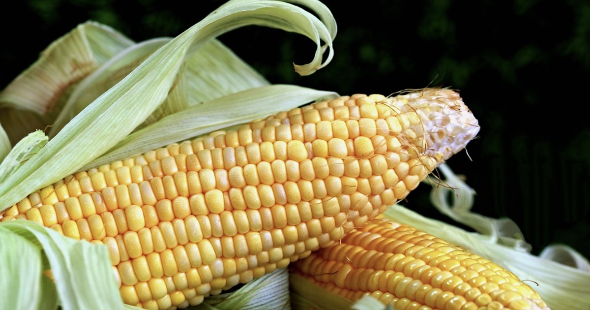 Always remove husks before cooking corn on the cob