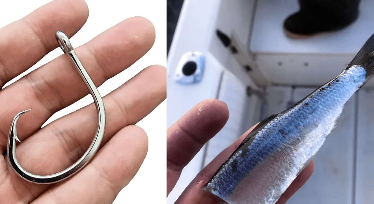 Fishing For Halibut How It's Done Homer Halibut Hunters