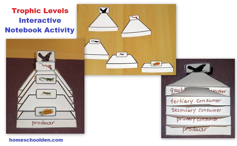 The scores are based on customer loyalty to the brand. Food Chain Food Web Energy Pyramid Activities Biology Packet Homeschool Den