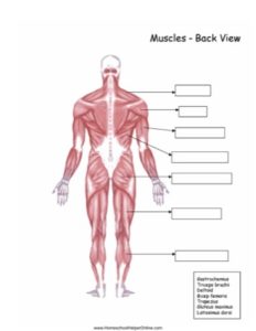 You can do the exercises online or download the worksheet as pdf. Back View Muscles Worksheet Homeschool Helper Online